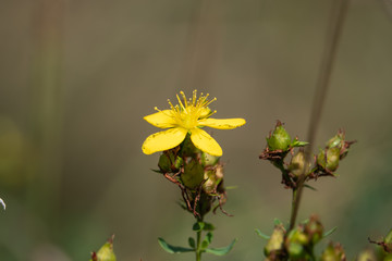 Spotted St. John's Wort Flowers in Bloom 