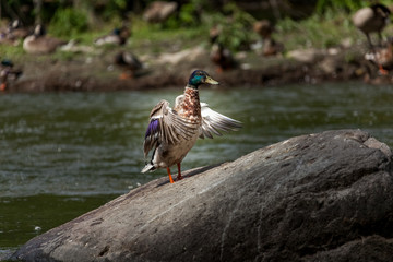 Beautiful Canada Mallard duck in water.