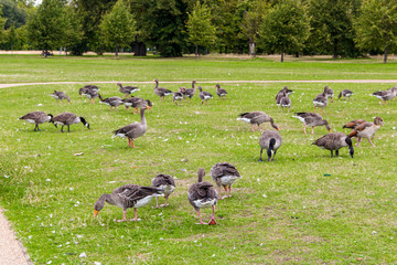 Goose in Hyde Park in London