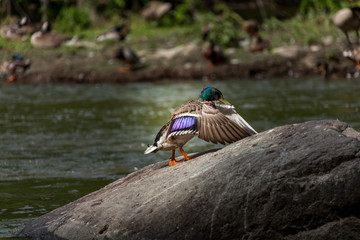 Beautiful Canada Mallard duck in water.