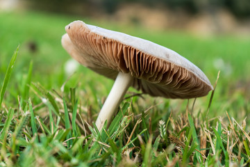 mushroom in forest