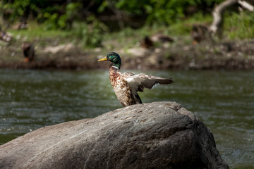 Beautiful Canada Mallard duck in water.