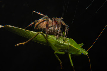 Orb Weaver Spider with Grasshopper