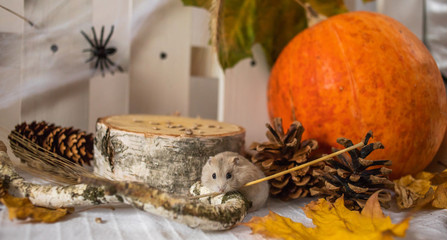 hamster in search of food