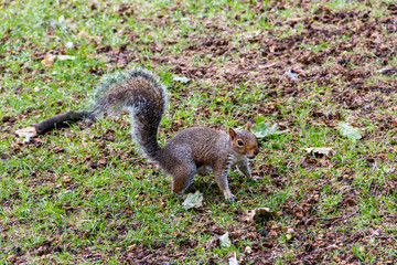 Grey squirrel in the park