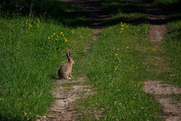rabbit in the grass