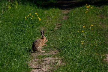 rabbit in the grass