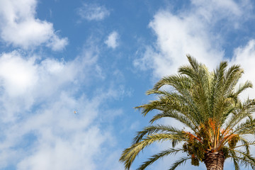 Palm tree background over blue sky. Image with focus on a nice palm tree against blurred blue sky with light fluffy clouds. Space for Travel advertising.