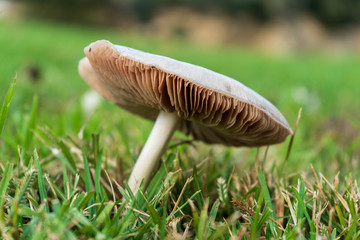 mushroom in forest