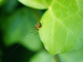 Fototapeta na wymiar A small spider sits on a web in green leaves
