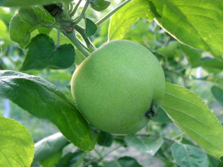 ripe green apple hanging on a tree branch with leaves