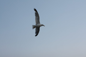 A seagull is flying in the sky