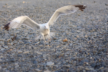 A seagull lands on a summer pebble beach. a seaguill flying
