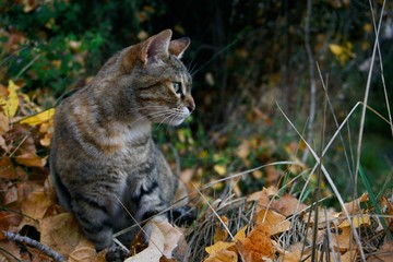 A cat in a natural environment	