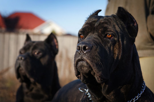 Two beautiful big black dog breed Italian Cane Corso