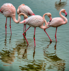 Flamants roses en Camargue, France
