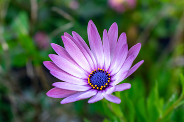 Fototapeta premium a beautiful single blooming purple flower standing alone in a garden of green leaves 