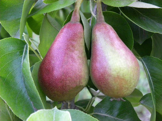 ripe beautiful pears hang on a tree branch with leaves
