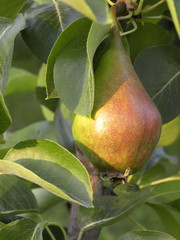 ripe beautiful pear weighs on a tree branch with leaves