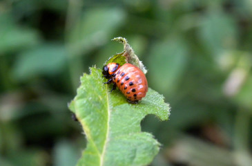 Colorado potato beetle larva on a leaf of potato bush