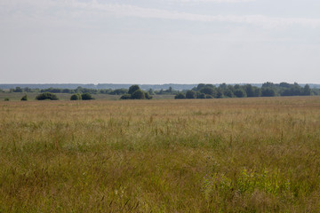 Natural scenery. A large wild meadow has a forest on the horizon. The weather is summer and cloudy. Ivanovo region, Russia.