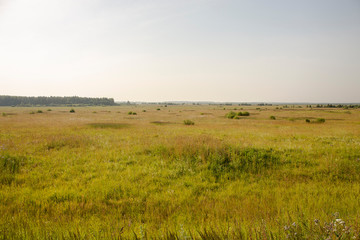 Fototapeta na wymiar Natural scenery. A large wild meadow has a forest on the horizon. The weather is summer and cloudy. Ivanovo region, Russia.