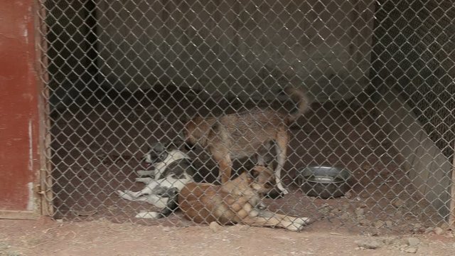 A shelter for dogs where different types of stray dogs live. Dogs drink water, eat dog food, fight each other, play, dog without a leg. man loves dogs. 