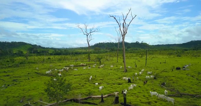 Livestock is one of the main causes of deforestation in the Amazon rainforest and responsible for changing land use. Par&aacute;, Brazil