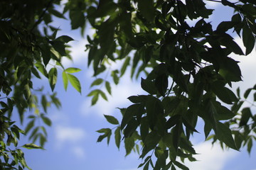 background with green leaves
