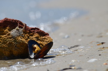 Close-up open mussel at the seashore, summer photo