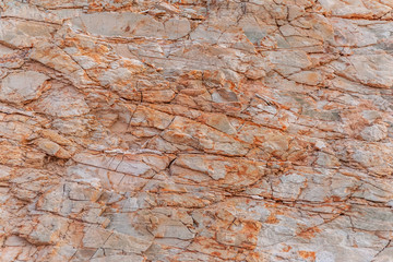 Petrified wood texture with lines