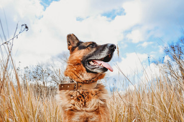 Young dog german shepherd on grass nature