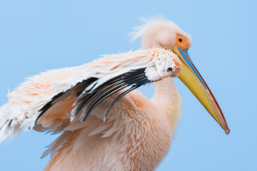 Africa, Namibia, wildlife animals and landscapes  