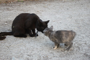 beautiful cats, pets in the wild