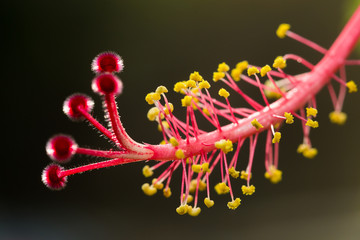 closeup of  pollen red Shoe flower