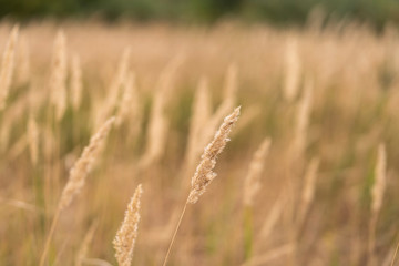 Savannah grass field in sun backlight,Twinkle with sunlight at noon.