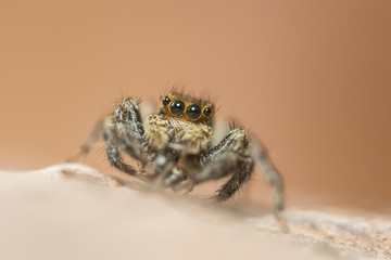 spider on wood