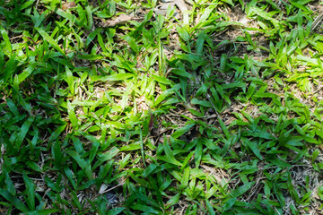 background of green grass