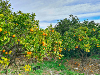 Orange loaded with fruit, on the ground box to collect them