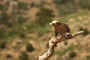 Spanish imperial eagle (Aquila adalberti), also known as the Iberian imperial eagle, Spanish or Adalbert's eagle feeding with a death rabbit.