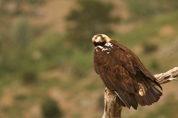 Spanish imperial eagle (Aquila adalberti), also known as the Iberian imperial eagle, Spanish or Adalbert's eagle sitting on the branch.
