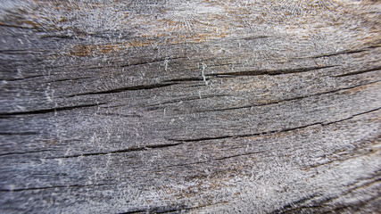 surface of the trunk of an old tree in the forest, in cloudy weather.