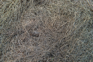 surface of the fallen dry grass in the meadow.