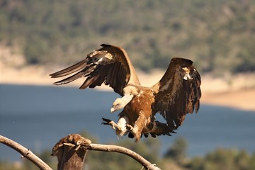 The Griffon vulture (Gyps fulvus) landing to the branch with a death rabbit.  The Griffon vulture with expandedn wings.