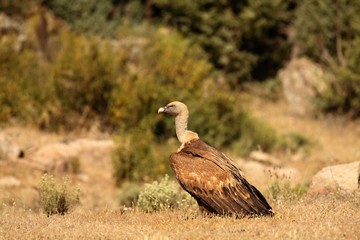 The Griffon vulture (Gyps fulvus) calmly sitting on the dry grassland. Green trees in background.