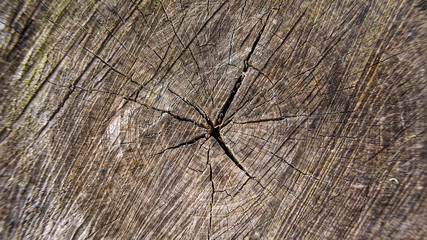 Fractured surface of the trunk of an old stump in the forest.