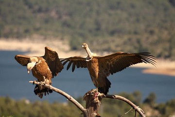 Two Griffon vultures (Gyps fulvus) sitting on the branch with a death rabbit.  Two Griffon vultures with expandedn wings.