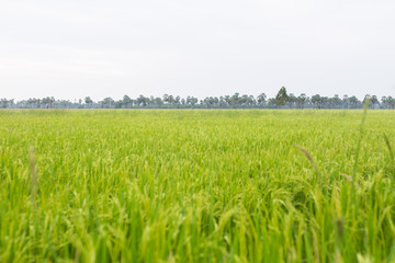 Obraz na płótnie Canvas Field rice green