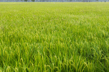 Field rice green