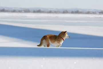 雪原で遊ぶ柴犬